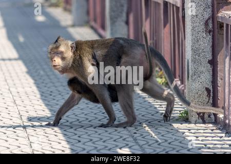 Un macaque porte un petit macaque sur son ventre, la Thaïlande Banque D'Images