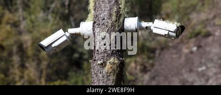 Les deux caméras de sécurité installées sur un arbre dans une zone boisée reculée Banque D'Images