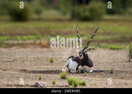 Gros blackbuck mâle sauvage à cornes ou antilope cervicapra ou antilope indienne assis dans velavadar blackbuck parc national gujrat inde asie Banque D'Images