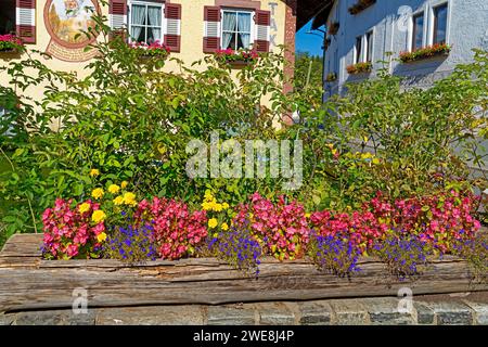 Blumen, gelb, pourriture, blau Banque D'Images