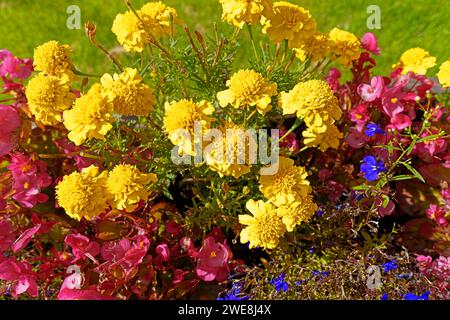 Blumen, gelb, pourriture, blau Banque D'Images