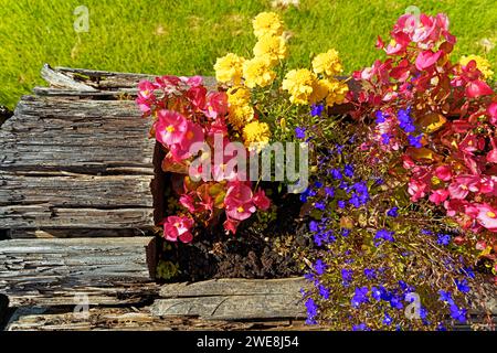 Blumen, gelb, pourriture, blau Banque D'Images