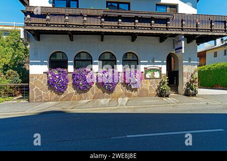 Café Holzmann, Petuniendekoration Banque D'Images