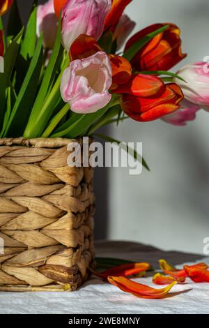 Bouquet de tulipes roses et rouges dans un panier en osier avec des pétales tombés. Banque D'Images