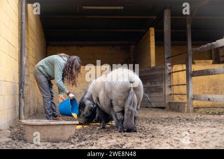 Jeune agricultrice nourrissant des porcs noirs de Majorque pour la sobrasada dans une ferme biologique rurale. Soins et bien-être des animaux en plein air. Banque D'Images