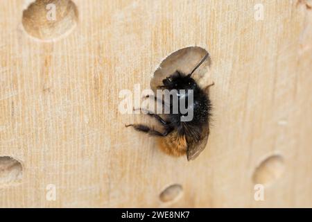 Gehörnte Mauerbiene, Weibchen, Osmia cornuta, abeille verger européenne, abeille charme, femelle, l’osmie cornue, Mauerbiene, Mauerbienen, Mason Banque D'Images