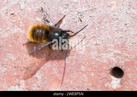 Gehörnte Mauerbiene, Männchen, Osmia cornuta, abeille verger européenne, abeille verger, abeille cornée, mâle, l’osmie cornue, Mauerbiene, Mauerbienen, Mason b Banque D'Images