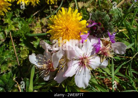 Colorful wild flowers Banque D'Images