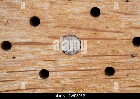 Gehörnte Mauerbiene, Nestverschluß, Nestverschluss, Nestverschlüsse, Loch wird mit Sand, Lehm und Erde verschlossen, Nest, Niströhren, Neströhre, Osmi Banque D'Images
