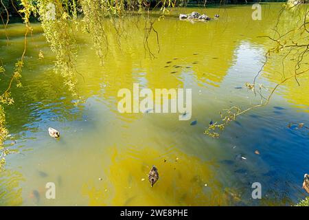 Schloß Ambras, Schloßpark, Großer Weiher, Enten Banque D'Images