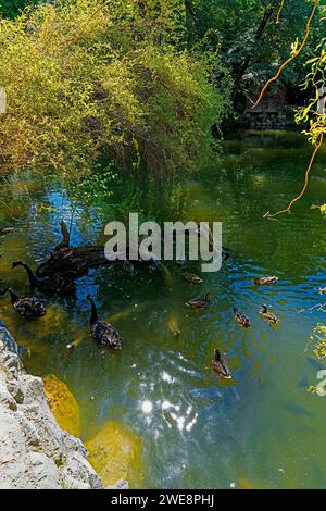 Schloß Ambras, Schloßpark, Großer Weiher, Enten Banque D'Images