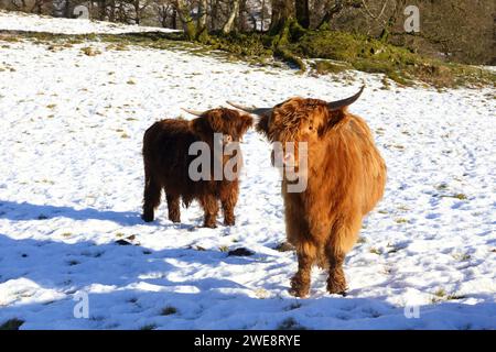 Highland Cattle in Snow. Une paire de jeunes vaches des hautes terres posent pour la caméra un jour ensoleillé d'hiver. Banque D'Images