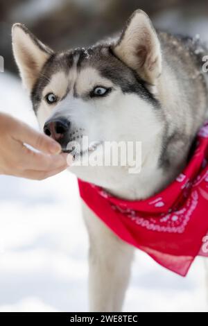 Mignon Husky sibérien aux yeux bleus prend plaisir de la main du propriétaire, gratifiant animal de compagnie, l'hiver en plein air Banque D'Images