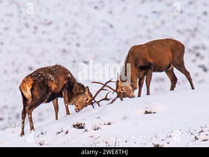 Bataille de cerfs rouges EN ÉCOSSE des images BOURRÉES D'ACTION DE deux cerfs rouges verrouillant des cornes ont été capturées sur les sommets enneigés de l'Écosse à fort Augustus, Loch Ness Banque D'Images