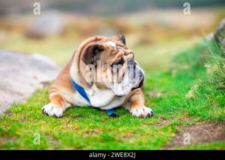 Drôle paresseux classique Red English British Bulldog Dog dehors pour une promenade regardant vers le haut assis dans l'herbe dans la forêt le jour ensoleillé au coucher du soleil Banque D'Images