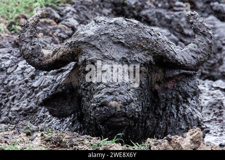 Buffalo africain (Syncerus caffer) en jachère de boue, Réserve nationale du Masai Mara, Kenya, Afrique de l'est Banque D'Images