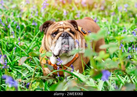 Chien rouge anglais britannique Bulldog regardant vers le haut, léchant sa langue et assis dans les cloches le printemps chaud jour ensoleillé Banque D'Images