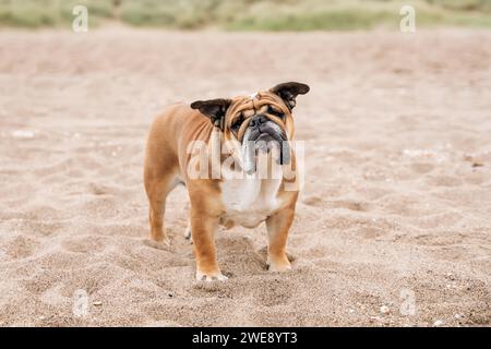 Drôle Red anglais Bulldog britannique assis sur la mer au soleil en été Banque D'Images