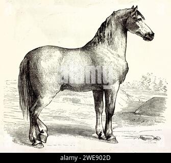 Cheval flamand robuste debout dans une vaste plaine, vue de profil avec des arbres lointains. Gravé avec une précision classique. Publié en 1878. Banque D'Images