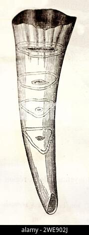Gravure vintage scientifique d'une dent incisive de cheval unique, isolée sur fond blanc. Publié en 1878. Banque D'Images