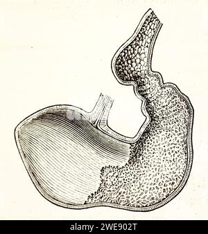 Vieille illustration gravée de la section d'estomac de cheval. Par auteur inconnu, publié sur Brehm, les Mammifères, Baillière et fils, Paris, 1878 Banque D'Images