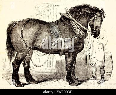 Illustration massive de profil vintage de la race de cheval noir Old English. Conception audacieuse et puissante. Publié en 1878. Banque D'Images