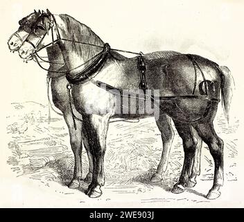 Gravure vintage de deux chevaux Percheron debout côte à côte de profil, portant des harnais. Race de trait puissante. Publié en 1878. Banque D'Images