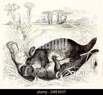 Vieille illustration gravée de Platypus. Créé par Kretschmer Anch Schmid, publié sur Brehm, les Mammifères, Baillière et fils, Paris, 1878 Banque D'Images