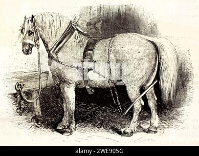 Profil gravé d'un cheval massif Suffolk Punch attaché dans une stalle rustique. Résistance et stabilité vintage. Publié en 1878. Banque D'Images