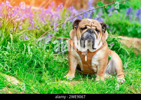 Chien rouge anglais britannique Bulldog regardant vers le haut, léchant sa langue et assis dans les cloches le printemps chaud jour ensoleillé Banque D'Images