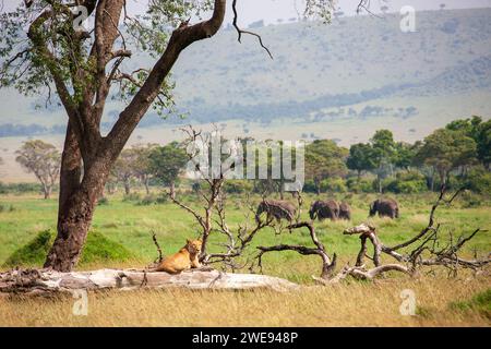 Lionne (Panthera leo) assise sur un arbre tombé avec des éléphants de passage (Loxodonta africana) dans le paysage du Masai Mara. Réserve nationale du Masai Mara, Kenya Banque D'Images