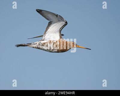 Godwit islandais à queue noire (Limosa limosa islandica) en vol, Ouse washs, Welney, Norfolk, Angleterre, ROYAUME-UNI Banque D'Images