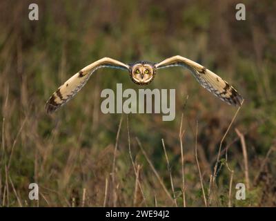 Vue de la chouette aux oreilles courtes (ASIO flammeus) en vol, Cambridgeshire, Angleterre Banque D'Images