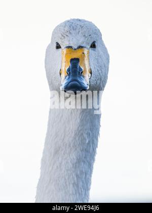 Gros plan de la tête et du cou d'un cygne Whooper adulte (Cygnus cygnus), Ouse Washs, Welney, Norfolk, Angleterre Banque D'Images