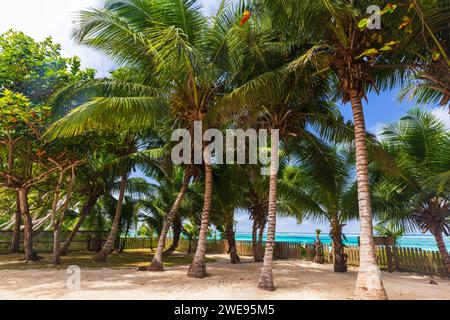 Paysage d'été avec des cocotiers dans un jardin par une journée ensoleillée. Île de Mahé, Seychelles Banque D'Images