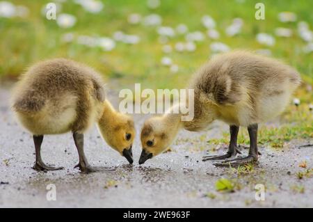 Bernache du Canada Branta canadensis, oisons à la recherche de nourriture, mai. Banque D'Images