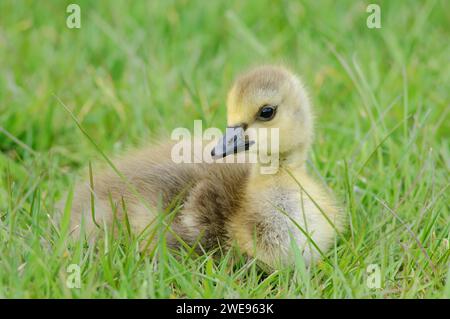 Bernache du Canada Branta canadensis, oisillon au repos dans l'herbe, mai. Banque D'Images