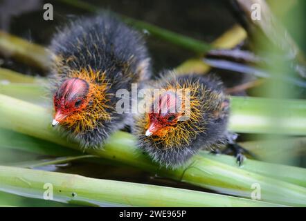 Le moût eurasien, Fulica atra, poussins assis ensemble sur des tiges de roseau, comté de Durham, juin. Banque D'Images