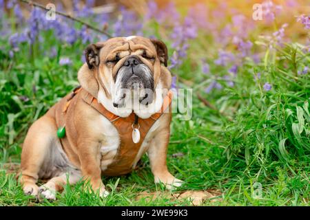 Chien rouge anglais britannique Bulldog regardant vers le haut, léchant sa langue et assis dans les cloches le printemps chaud jour ensoleillé Banque D'Images