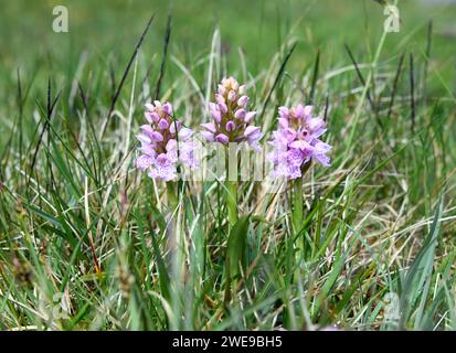 Dactylorhiza maculata, connue sous le nom d'orchidée tachetée ou d'orchidée tachetée de la lande Banque D'Images