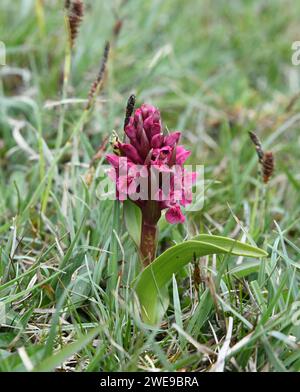 Dactylorhiza incarnata, l'orchidée des premiers marais Banque D'Images