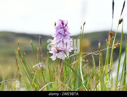 Dactylorhiza maculata, connue sous le nom d'orchidée tachetée ou d'orchidée tachetée de la lande Banque D'Images