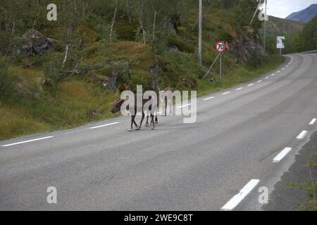 Troupeau de rennes marchant sur la route en Norvège Banque D'Images