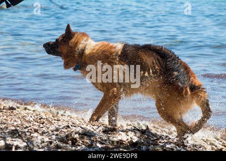 Grand berger allemand chien alsacien animal de compagnie de famille s'amusant sur la plage chaude par temps ensoleillé à l'Île Sainte-Marguerite / Île de Sainte Marguerite. France. (135) Banque D'Images