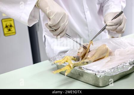 Un assistant de laboratoire prélève un échantillon sur un poulet alors qu’il teste des agents pathogènes dans un laboratoire universitaire de sciences vétérinaires à Bangkok le 09 janvier 2024. Banque D'Images