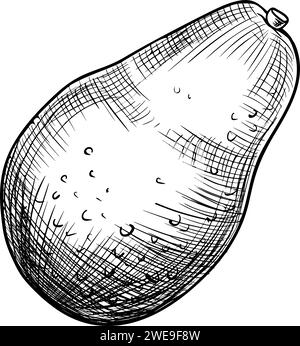 Illustration vectorielle avocat. Dessin dessiné à la main en couleurs noir et blanc sur fond isolé. Peinture botanique de fruits tropicaux. Gravure de légumes pour la conception d'emballages alimentaires. Croquis de plante. Illustration de Vecteur