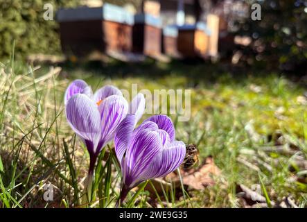 16.03.2023, Berlin, GER - Honigbiene sitzt auf einem violetten Krokus. Apis, Apis mellifera, Arbeitsbiene, aufgeblueht, aussen, Aussenaufnahme, Berlin, Bestaeuben, Bestaeuber, Bestaeubung, Beuten, Biene, Bienenbeuten, Bienenkisten, Bienenkunde, Bienenzucht, Biologie, bluehen, bluehend, Bluete, Bluetenpflanze, Bluetenstand, Bluetezeit, Botanik, botanisch, Crocus, deutsch, Deutsch, Deutschland, Einzeltier, Europa, europaeisch, Europaeische Honigbiene, faune, flore, Flugbiene, Fluginsekt, Fruehjahr, Fruehling, Garten, Gartenpflanze, Gewaechs, Gliederfuesser, Hautfluegler, Honigbiene, Imkerei, Insekt, Jahr Banque D'Images