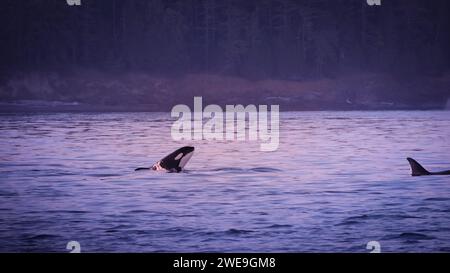 Yound orca brise la surface des eaux côtières près de Victoria, Canada Banque D'Images
