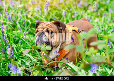 Chien rouge anglais britannique Bulldog regardant vers le haut, léchant sa langue et assis dans les cloches le printemps chaud jour ensoleillé Banque D'Images