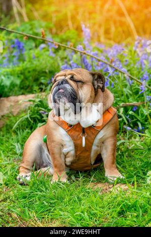 Chien rouge anglais britannique Bulldog regardant vers le haut, léchant sa langue et assis dans les cloches le printemps chaud jour ensoleillé Banque D'Images